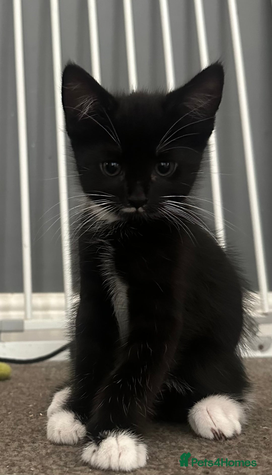 Mixed Breed cats for sale: Lovely kittens - Image 4