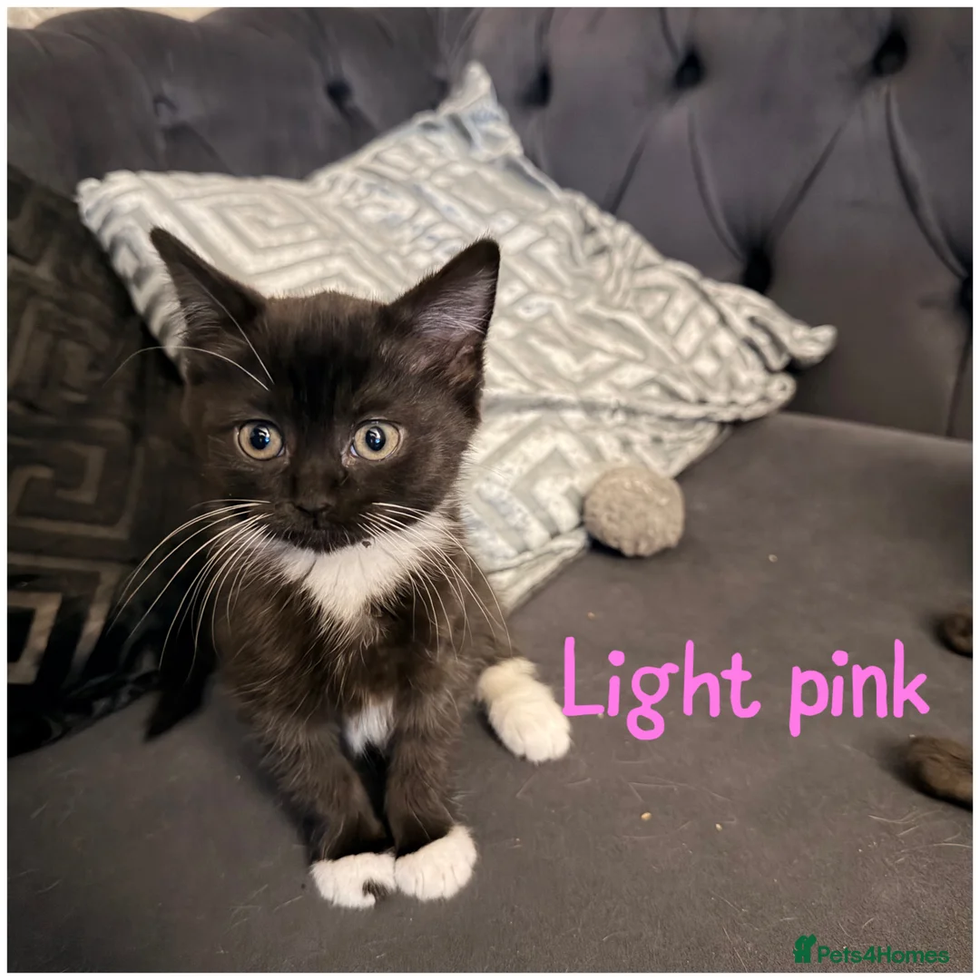 Scottish Fold cats for sale: 5 Scottish Folds for sale - Advert 8