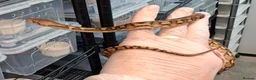 Python Snake reptiles for sale: Malayopython's Dwarf - Super Dwarfs - Advert 9