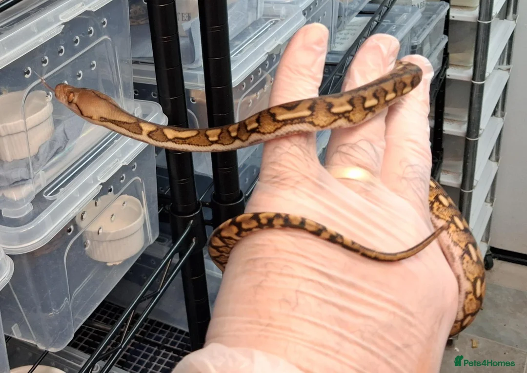 Python Snake reptiles for sale: Malayopython's Dwarf - Super Dwarfs - Advert 9