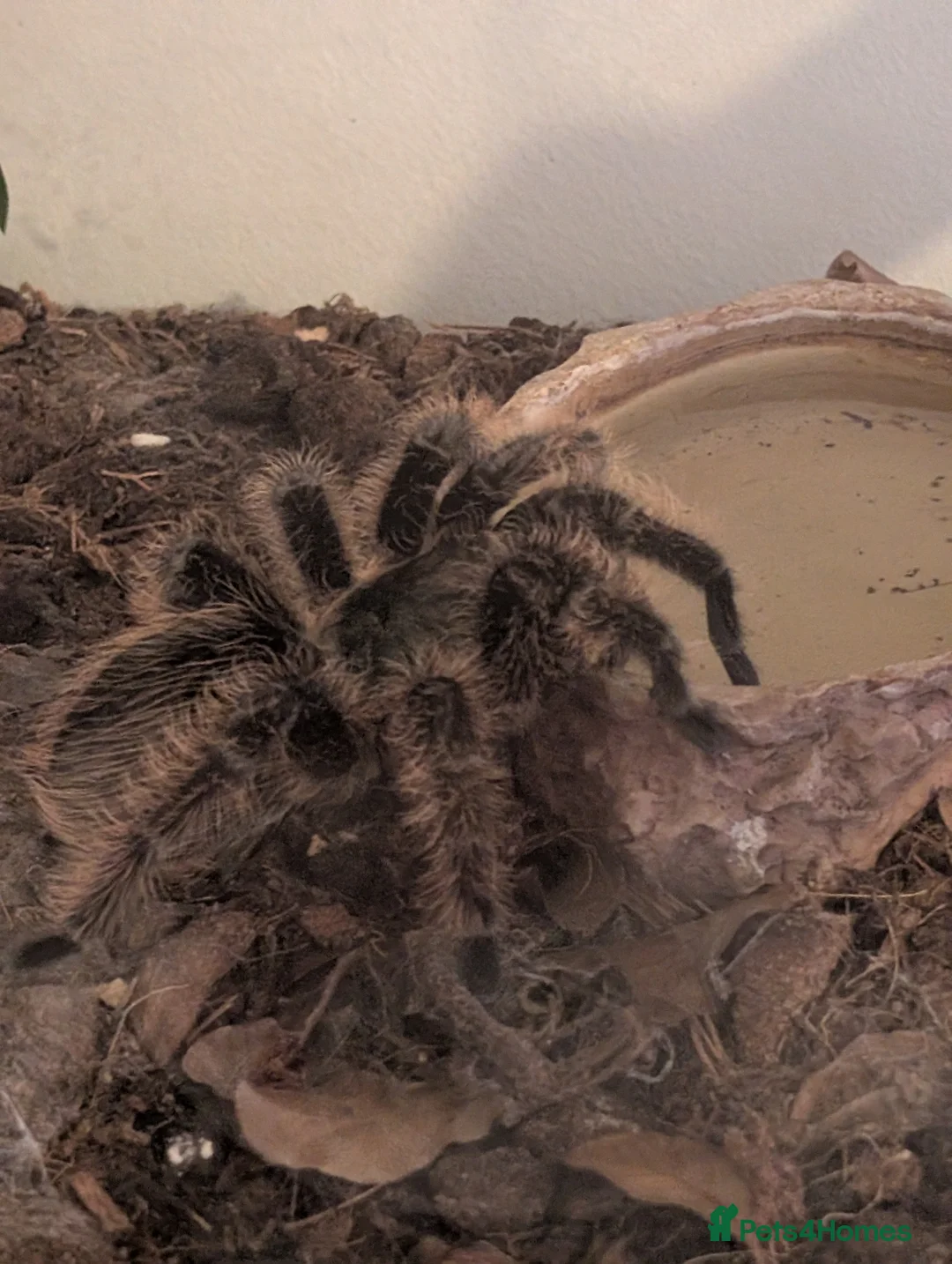 Tarantulas invertebrates for sale: Tliltocatl albopilosus (grey curly hair) in Crewe - Advert 1