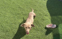 Miniature Dachshund dogs for sale: Beautiful fur babies  in Willenhall - Image 3