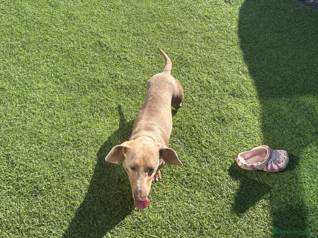 Miniature Dachshund dogs for sale: Beautiful fur babies  in Willenhall - Image 3