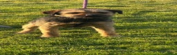 Border Terrier dogs for stud: Border terrier for stud  - Advert 4