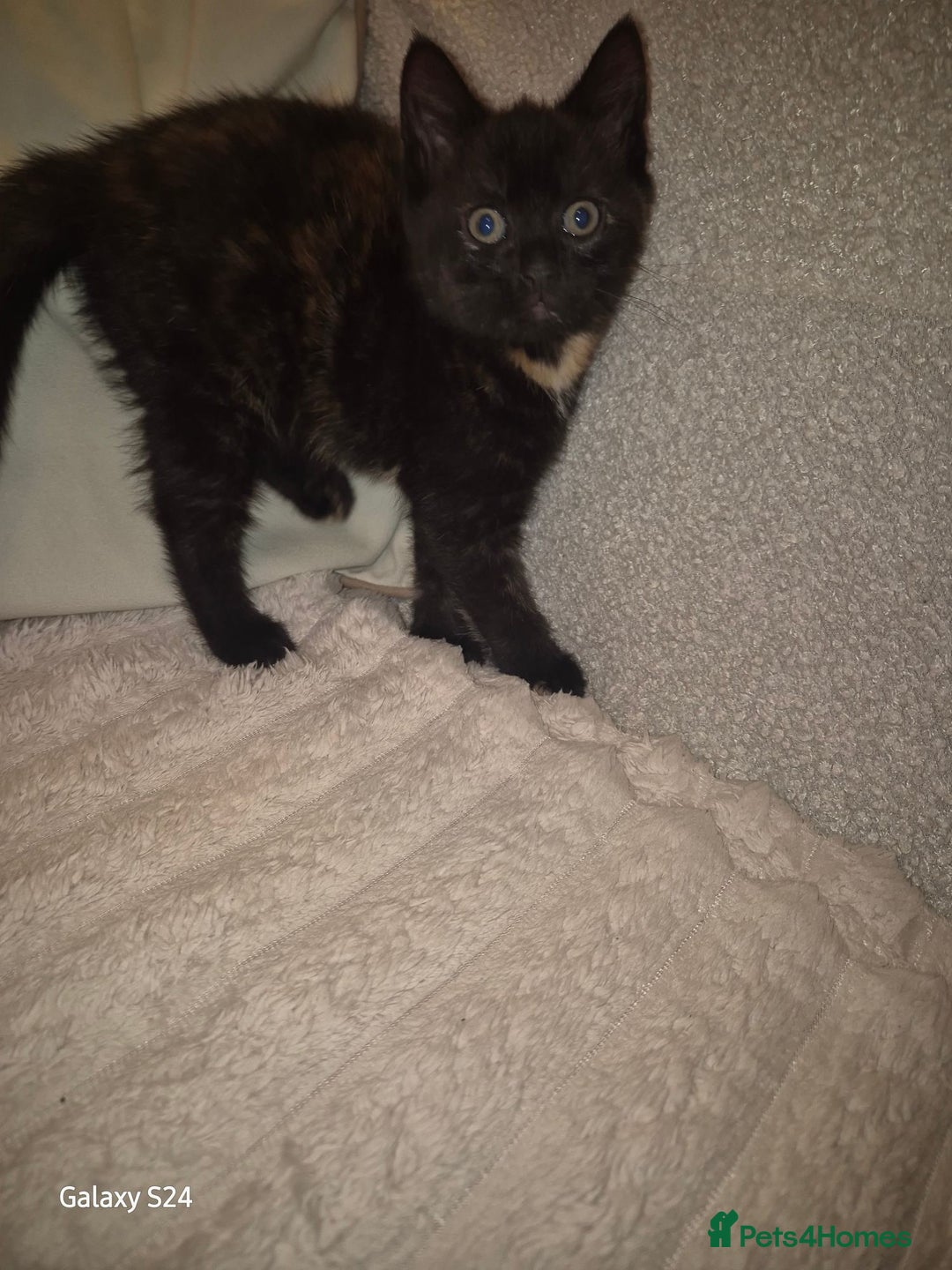 Mixed Breed cats for sale: Only 1 beautiful girl looking new family  - Advert 6