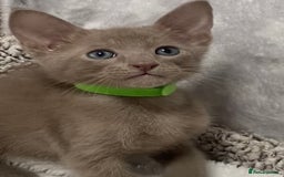 Oriental cats for sale: Oriental X Siamese  - Image 15