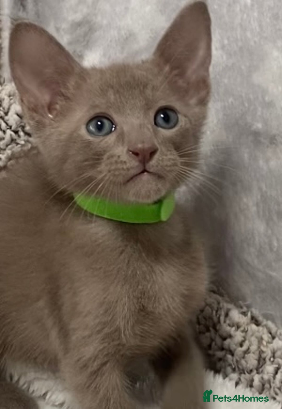 Oriental cats for sale: Oriental X Siamese  - Image 15
