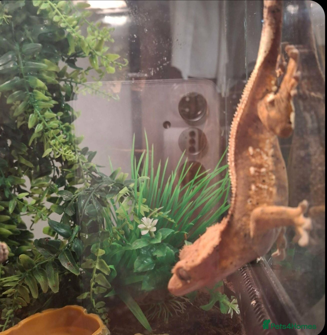 Gecko reptiles Geko and full tank set up  - Advert 1