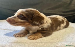 Miniature Dachshund dogs for sale: Stunning Kc Reg Long Hair Mini Dachshund puppies  - Image 10