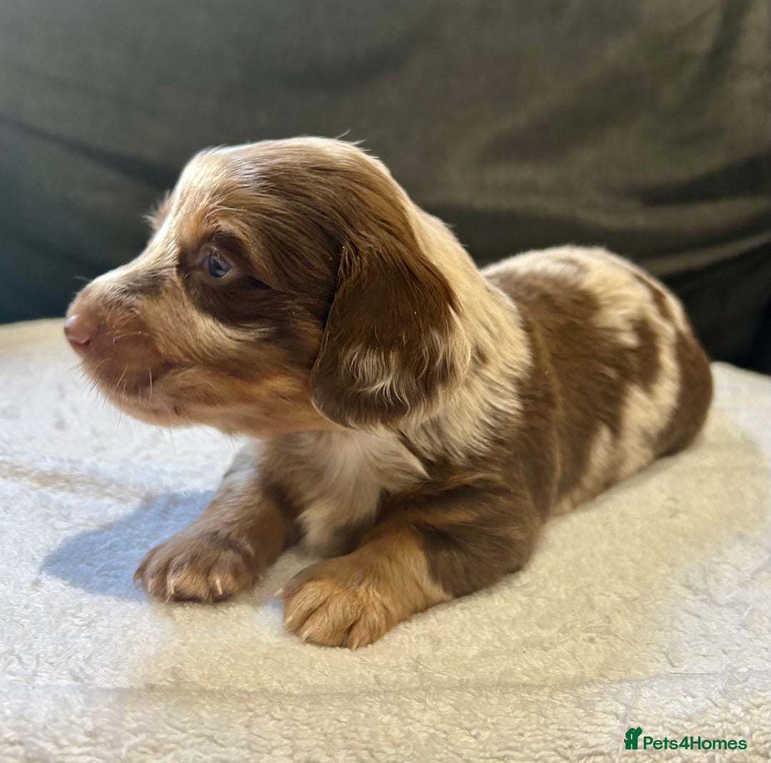 Miniature Dachshund dogs for sale: Stunning Kc Reg Long Hair Mini Dachshund puppies  - Image 10
