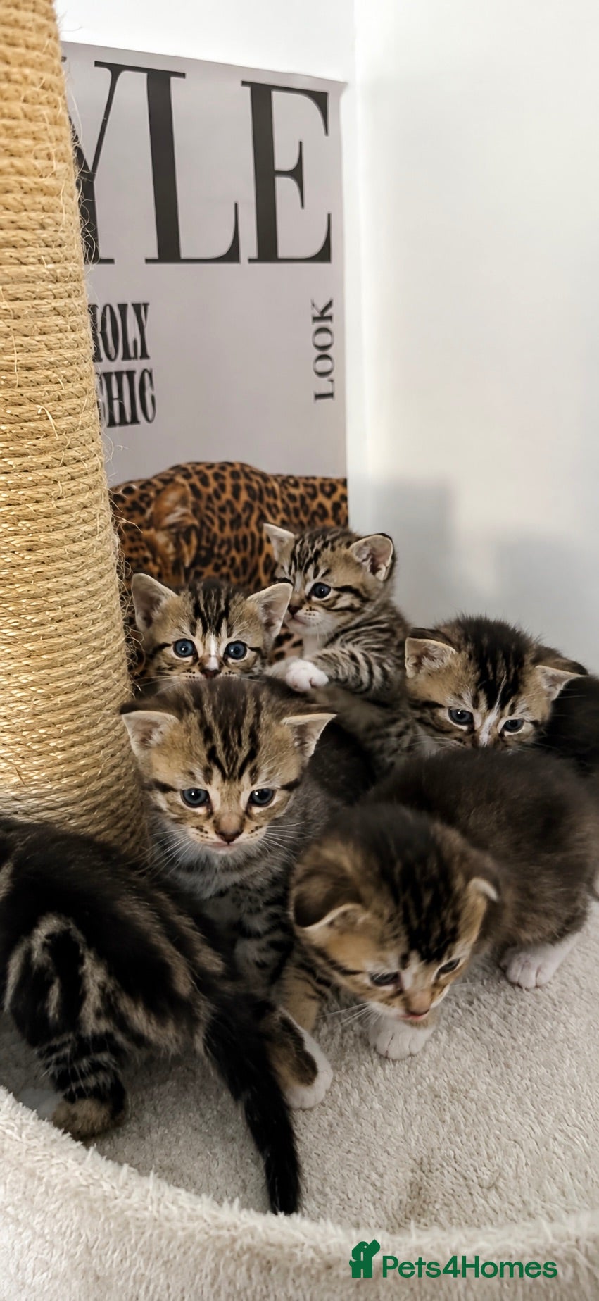 Scottish Fold cats Scottish fold x Scottish straight  - Advert 3