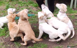 Labradoodle dogs for sale: Labradoodle / Fox Red Labrador X Puppies - Image 15