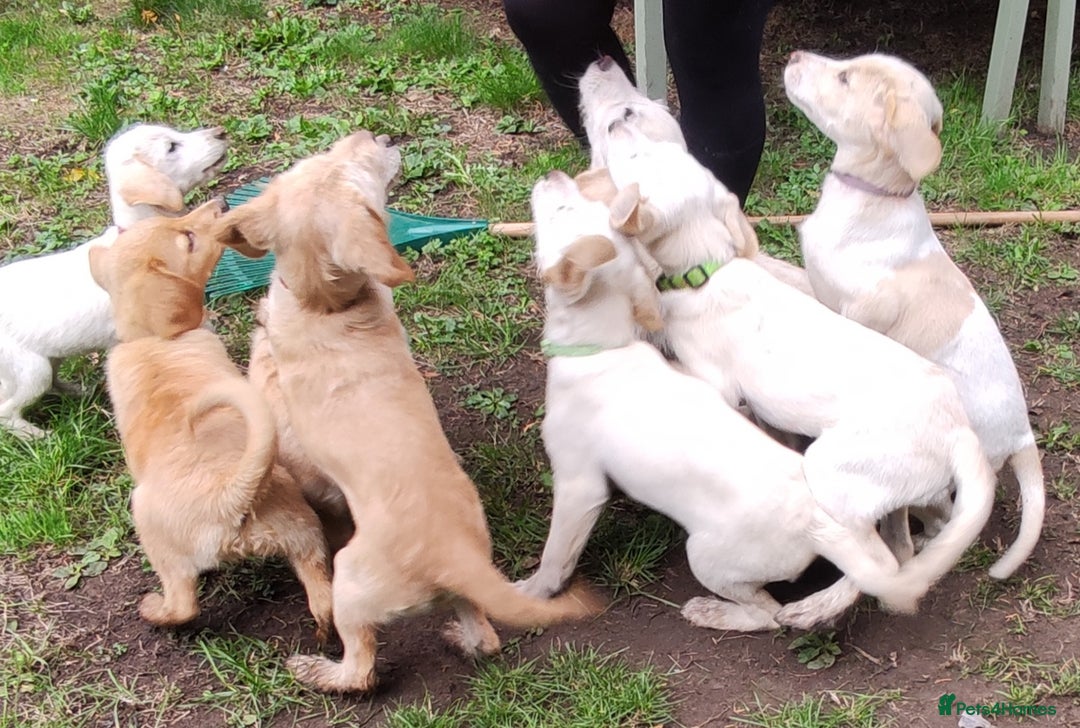 Labradoodle dogs for sale: Labradoodle / Fox Red Labrador X Puppies - Image 15