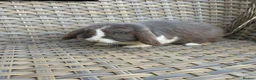 Mini Lop rabbits for sale: 11 month old mini lop buck. - Advert 3