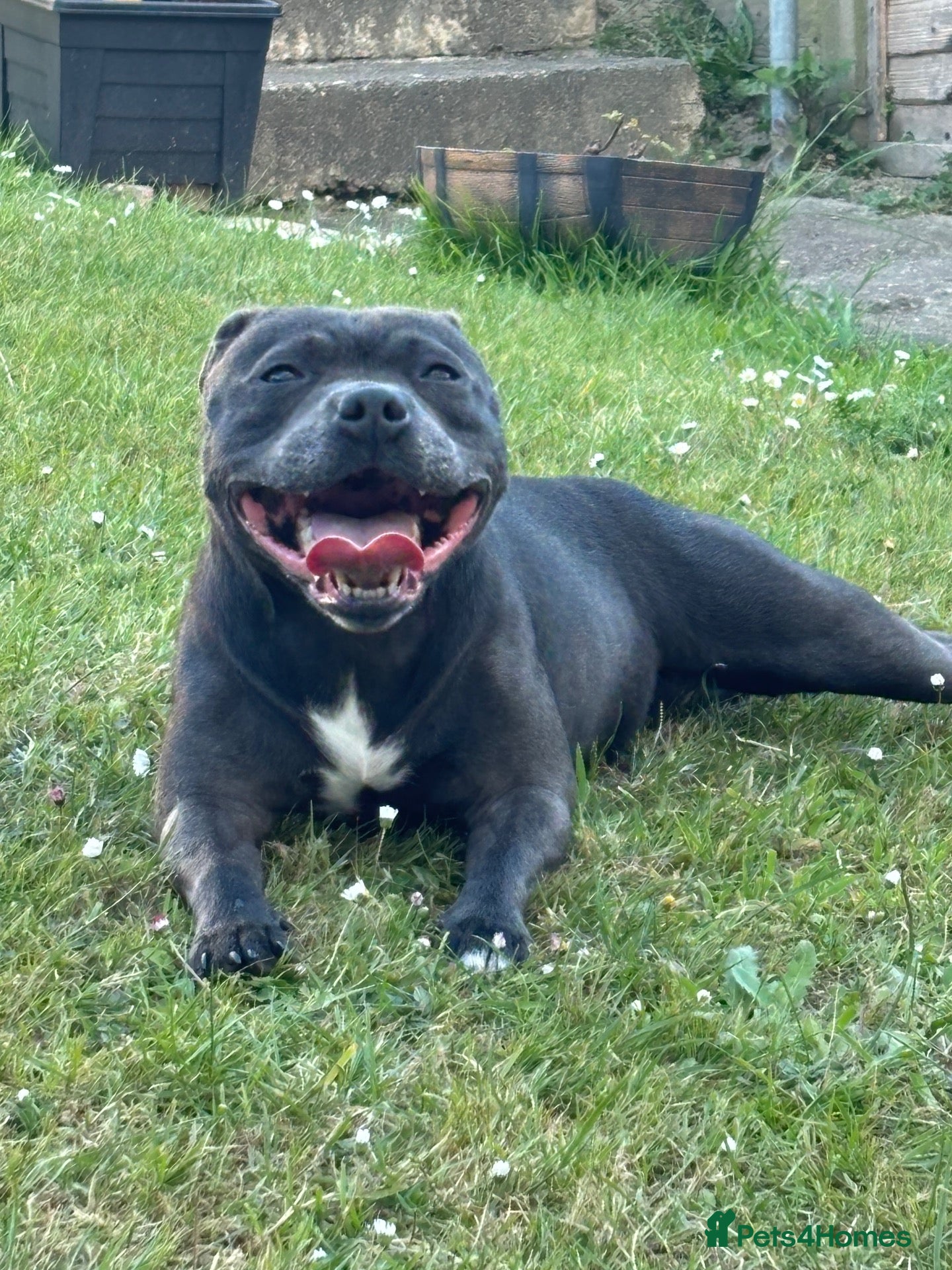 Staffordshire Bull Terrier dogs for sale: Little Black Beauty waiting For Her Forever home! - Advert 8