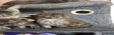 Maine Coon Kitten 3