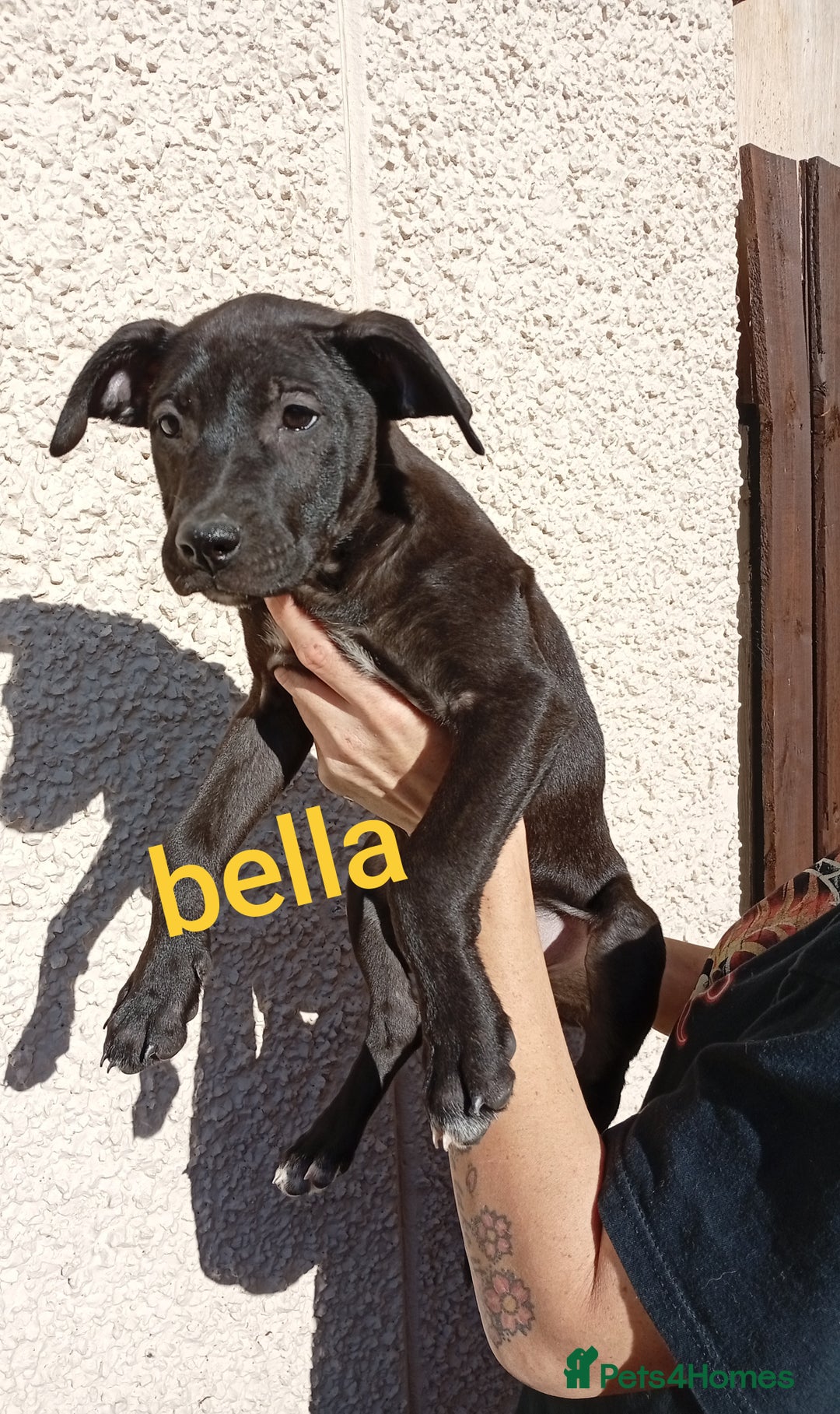 Mixed Breed dogs for sale: Mixed breed pups available  - Image 5