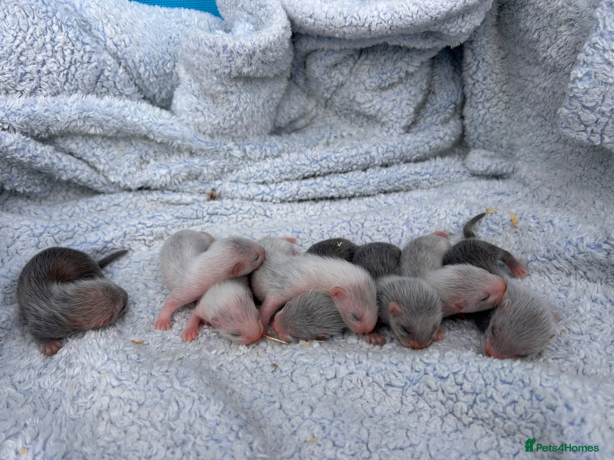 Ferret rodents for sale: Silver/marked semi angora ferrets.Ready in 4/5week - Advert 2