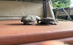 Staffordshire Bull Terrier dogs for sale: Blue Staffordshire puppies  - Image 5