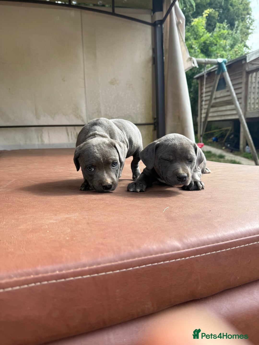 Staffordshire Bull Terrier dogs for sale: Blue Staffordshire puppies  - Image 5