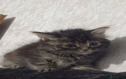Maine Coon cats for sale: Maine coon x kittens  - Image 7
