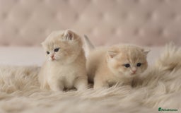 British Shorthair cats for sale: Chubby Golden Blue BSH girls - Image 4