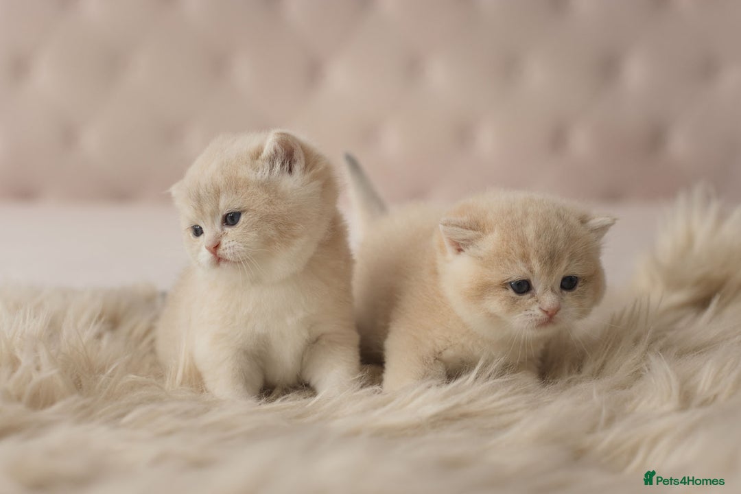 British Shorthair cats for sale: Chubby Golden Blue BSH girls - Image 4