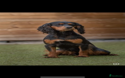 Cocker Spaniel dogs for sale: KC/gamekeeper bred/5 star licensed. - Image 5