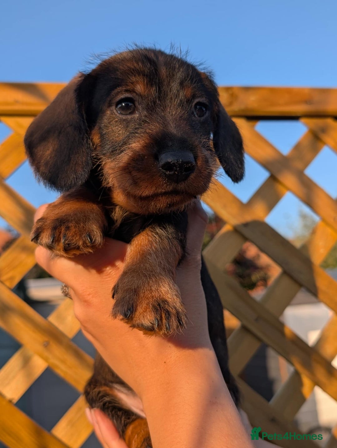 Dachshund dogs for sale: KC Register Standard Wirehaired Dachshund Puppies in Lincoln - Image 9