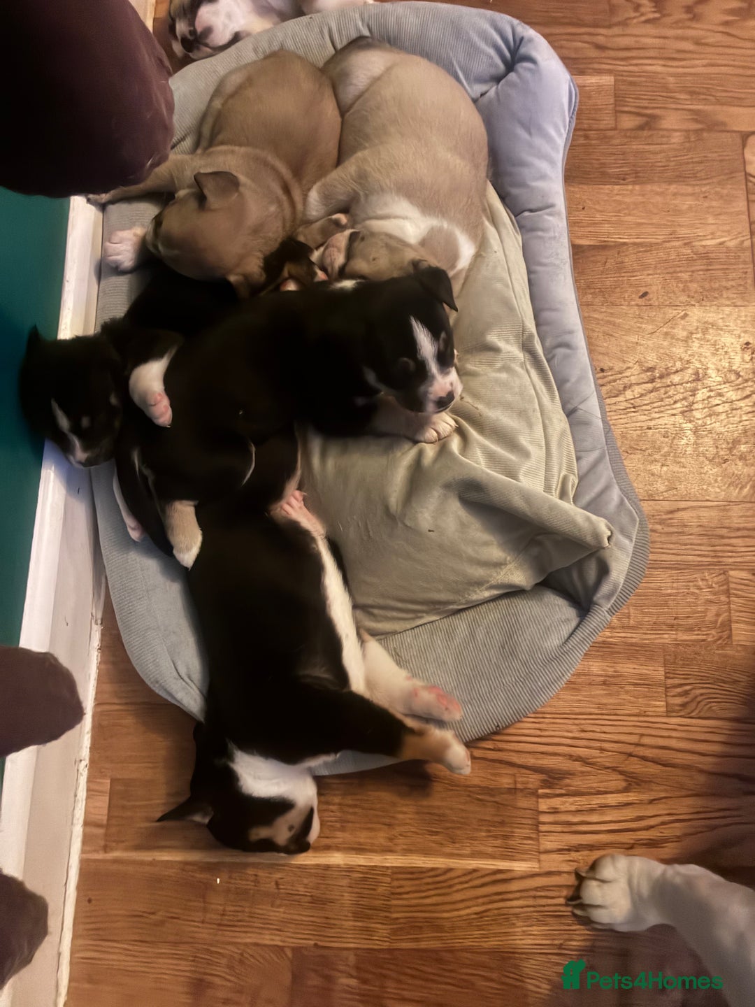 Mixed Breed dogs for sale: Bullimute - Advert 15