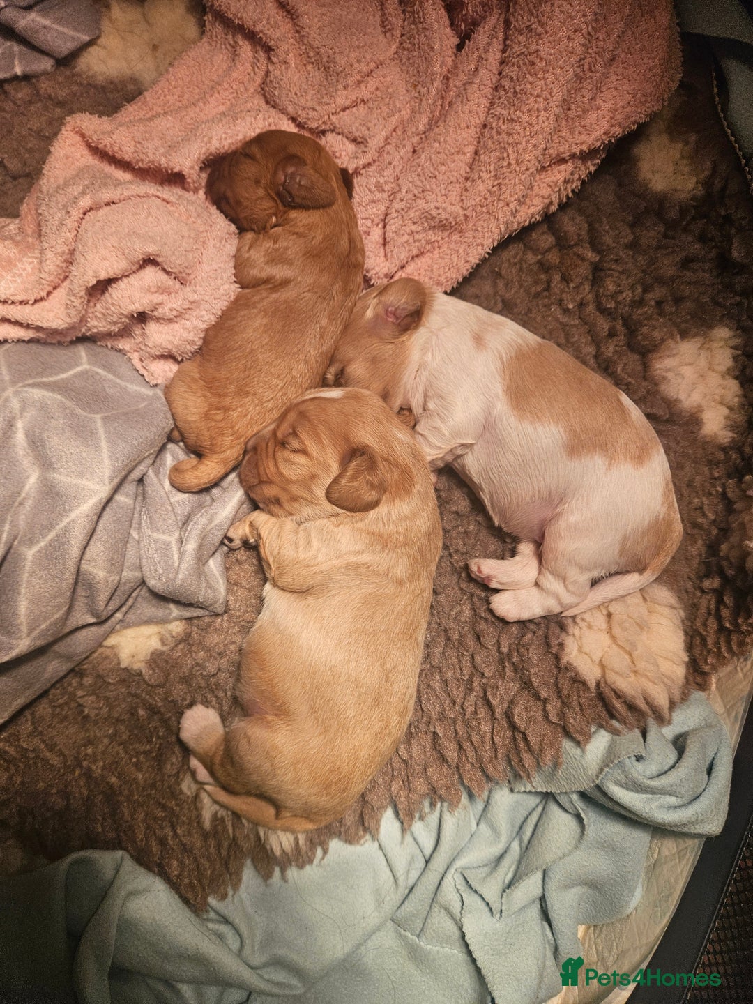 Mixed Breed dogs for sale: Adorable Cavapoo Puppies 🐶  - Image 4