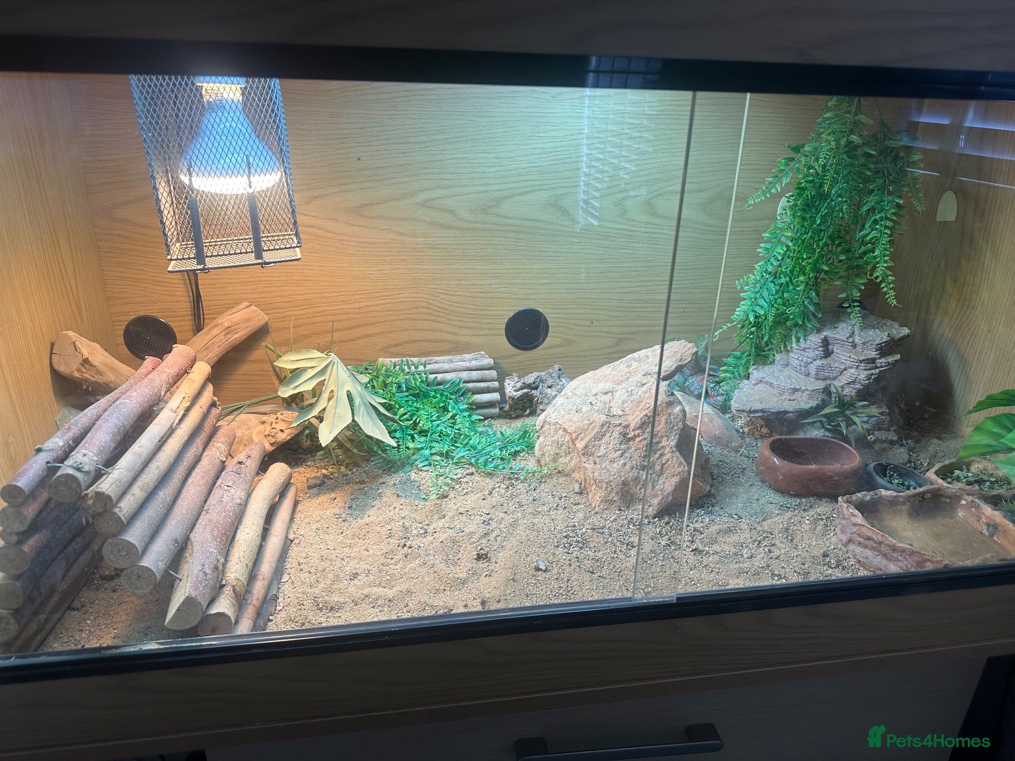 Bearded Dragon reptiles Male beardie for sale + Viv and accessories  - Advert 2