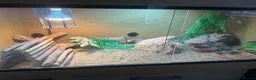 Bearded Dragon reptiles for sale: Male beardie for sale + Viv and accessories  - Advert 2