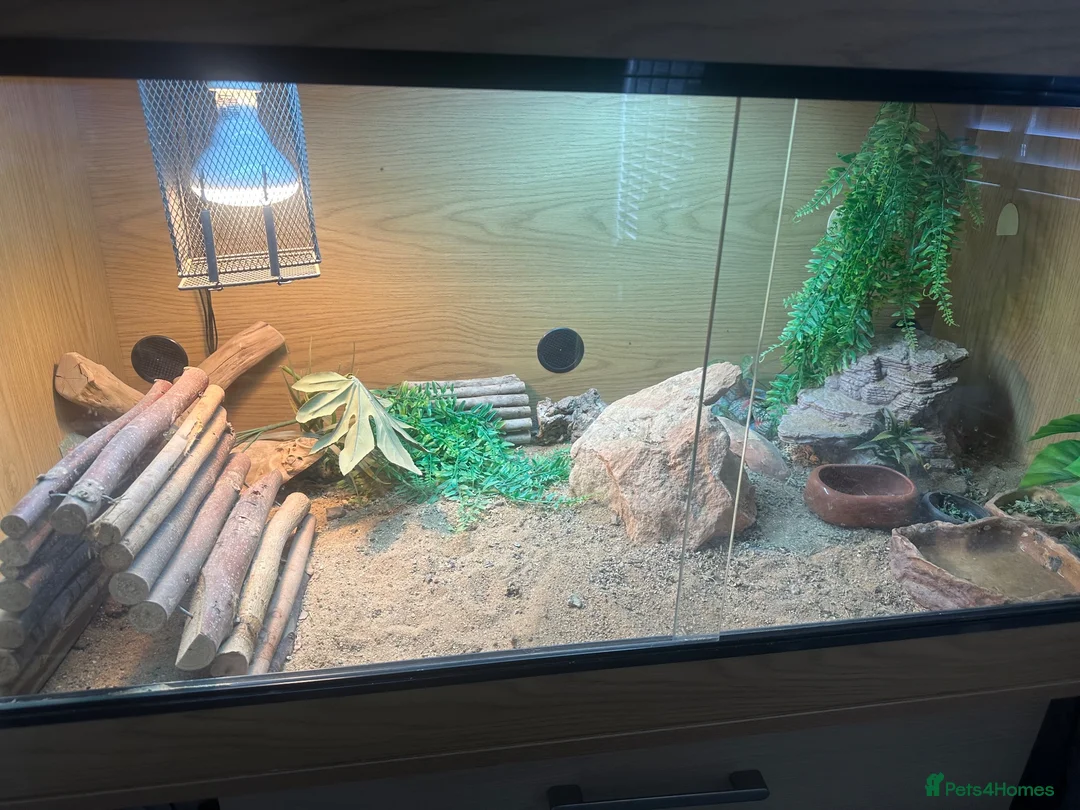 Bearded Dragon reptiles for sale: Male beardie for sale + Viv and accessories  - Advert 2