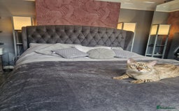Bengal cats for stud: Proven Snow Bengal for studd in Southampton - Image 19