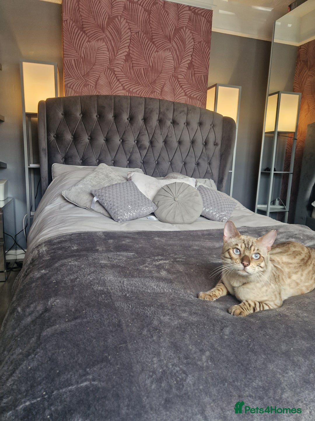 Bengal cats for stud: Proven Snow Bengal for studd in Southampton - Image 19