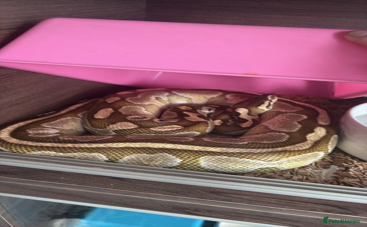 Snake reptiles - Advert 1