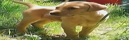 Labrador Retriever dogs for sale: Red lab dog pups from working stock  - Advert 8