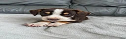 Mixed Breed dogs for sale: CHI SPANIEL PUPPIES READY 5th SEP - Advert 21