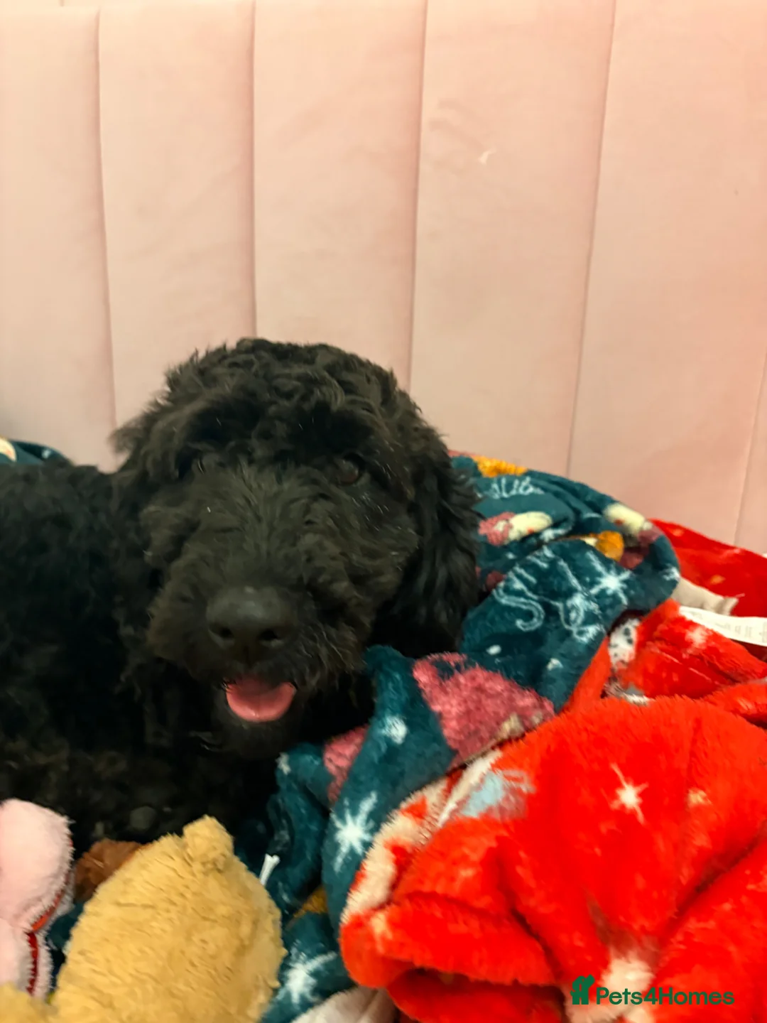 Cockapoo dogs for sale: Beautiful female cockapoo - Advert 5