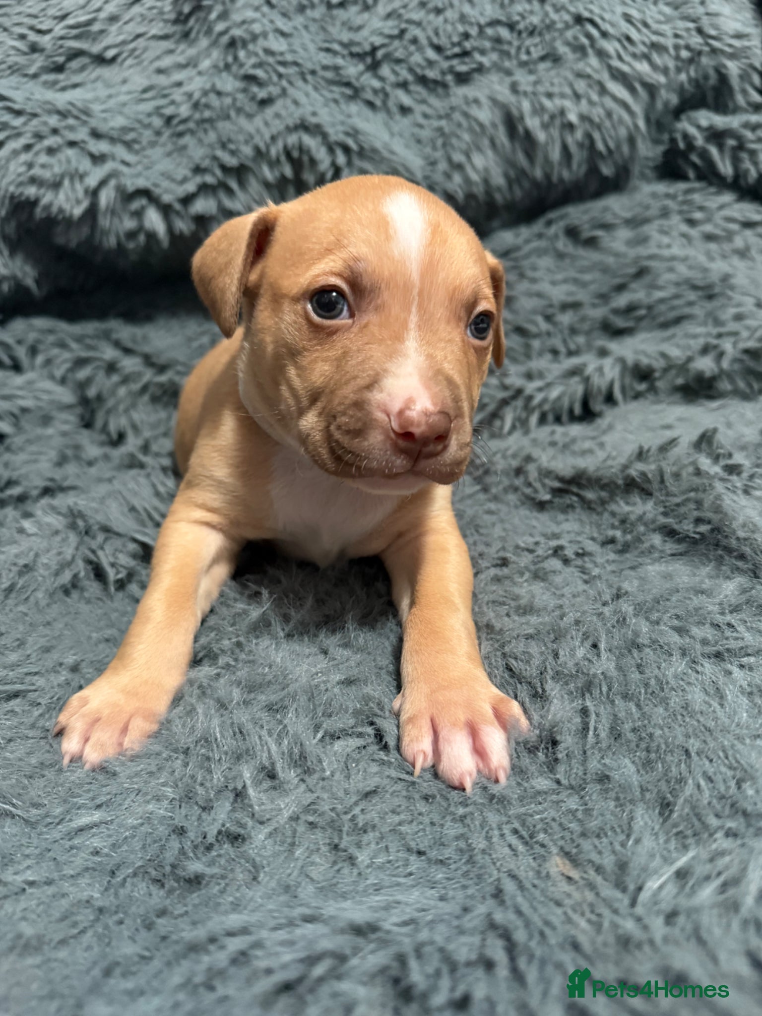 Mixed Breed dogs 6 week old Staffy cross American bull staffy.  - Advert 1