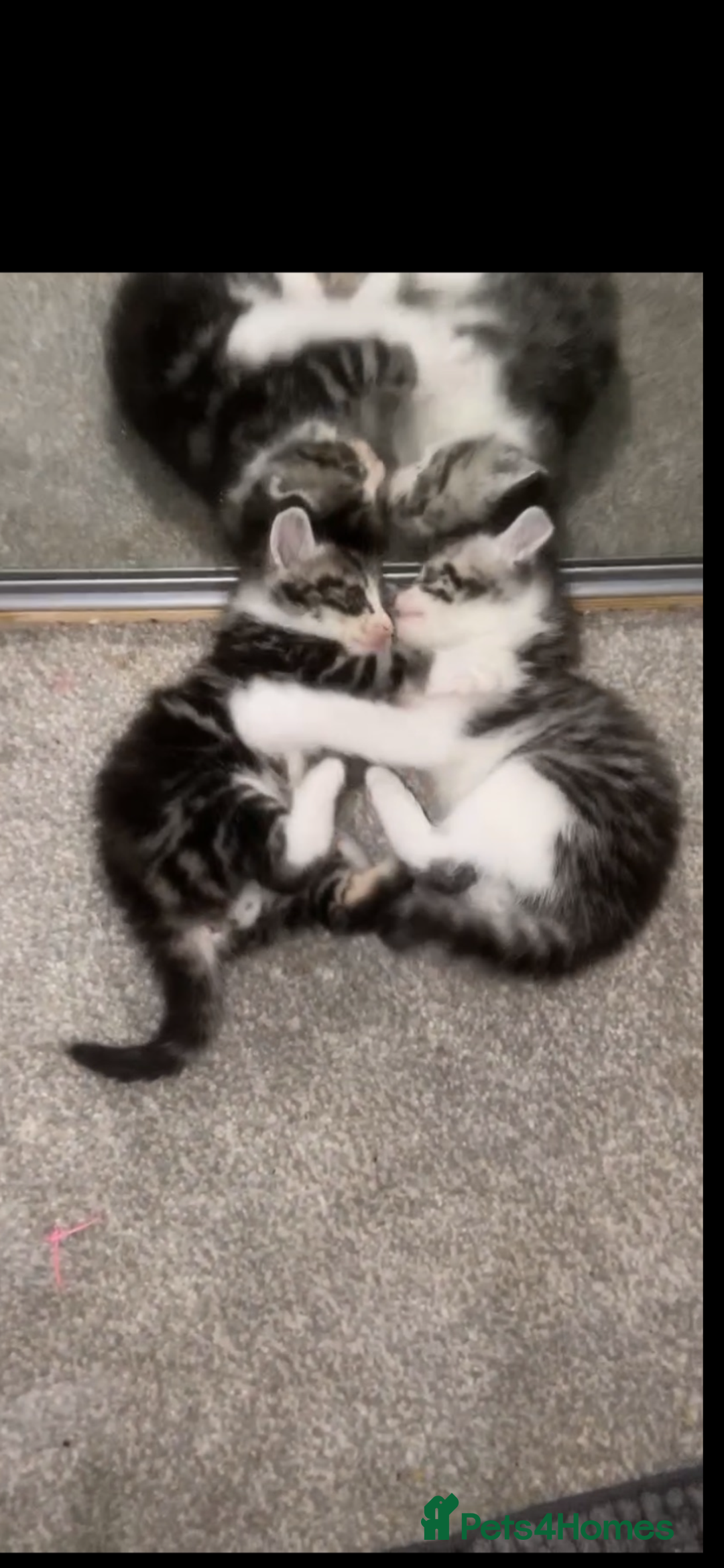 Bengal cats for sale: 4 x Beautiful Bengal Mixed Babies - Advert 10