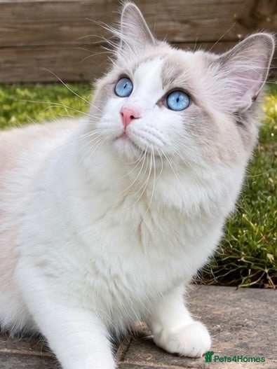 Ragdoll cats GCCF & TICA ACTIVE Blue Point & White Bicolour  - Advert 2