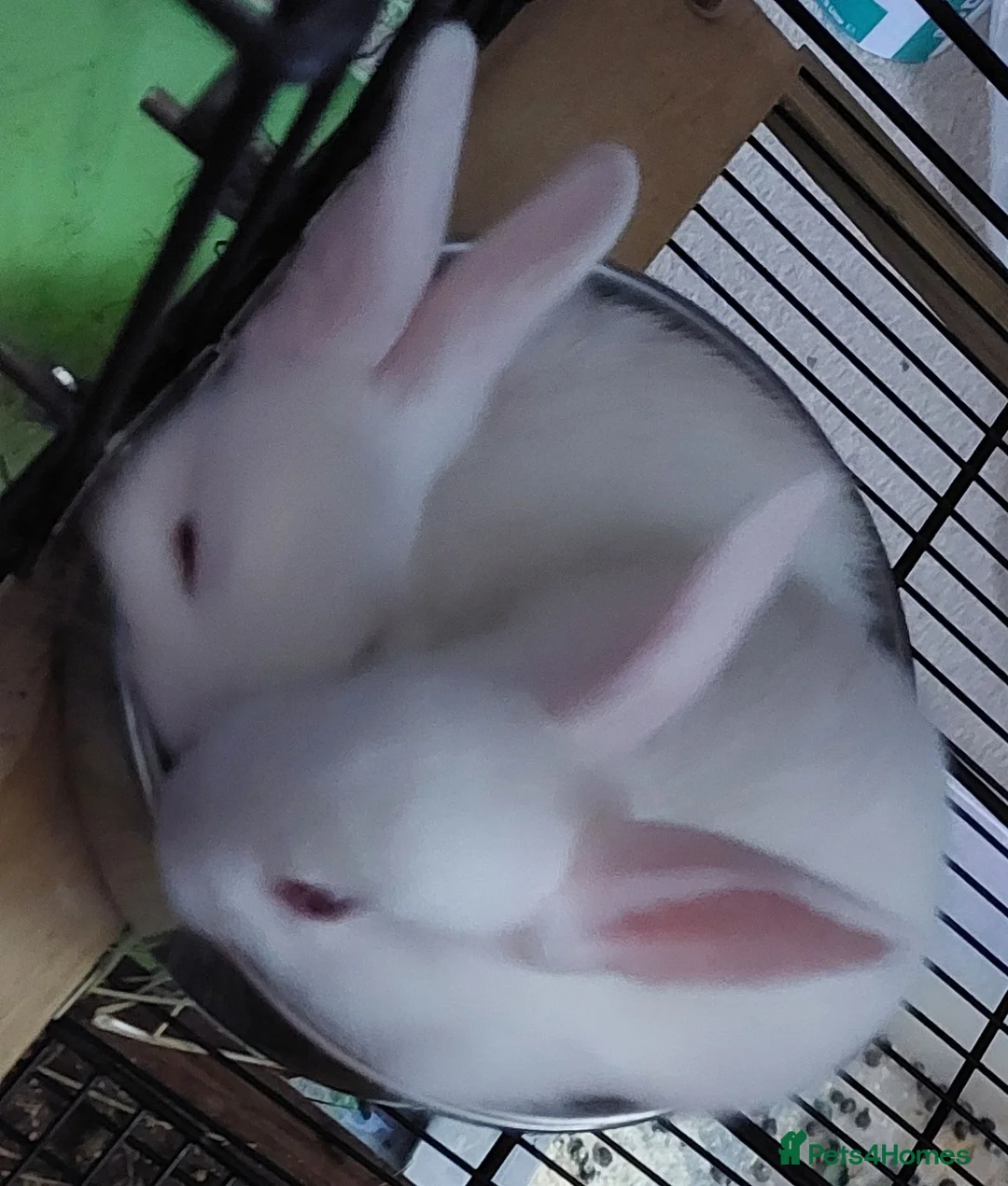 New Zealand rabbits for sale: New Zealand bunnies  in Hartfield - Advert 2