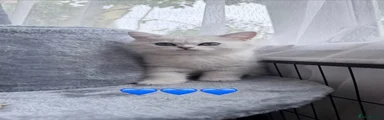 Scottish Fold 1