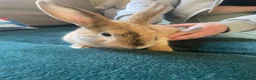 English rabbits for sale: Three 12 week old bunny’s need a good home - Advert 8