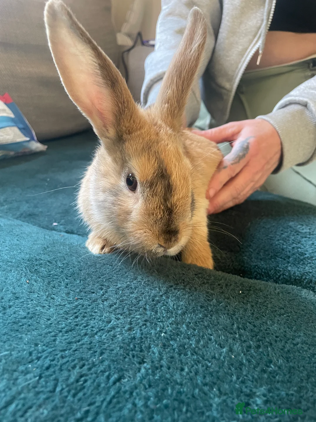 English rabbits for sale: Three 12 week old bunny’s need a good home - Advert 8