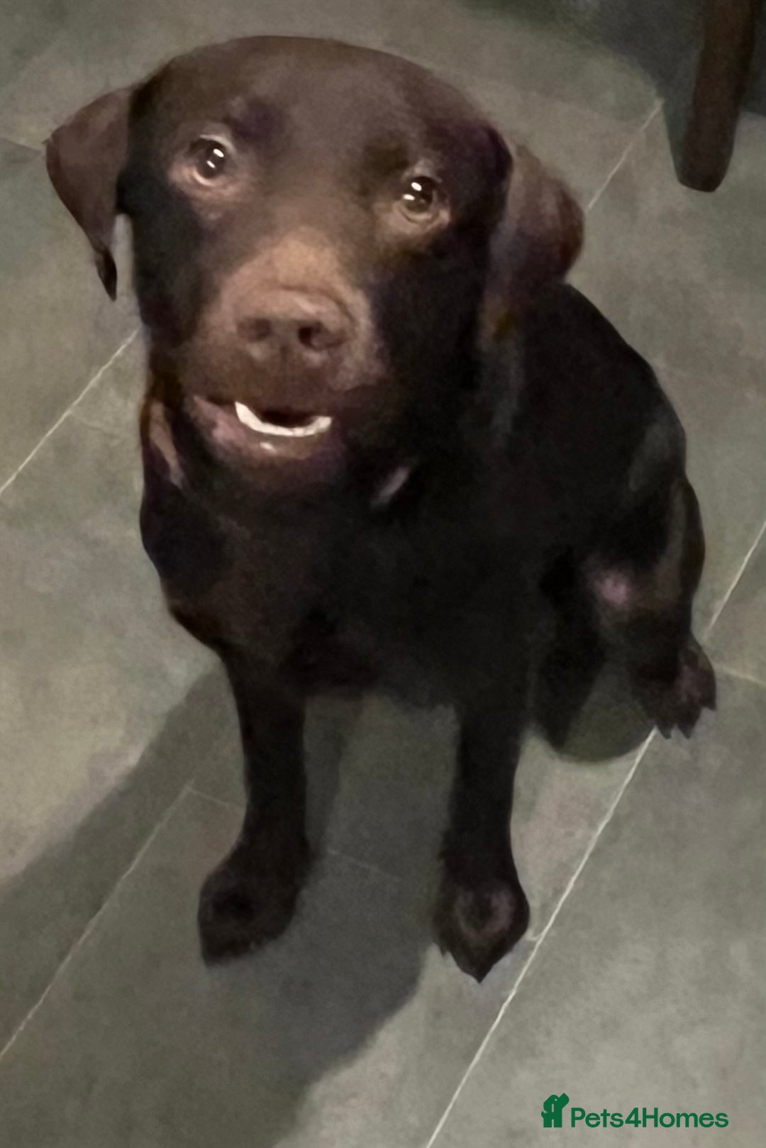 Labrador Retriever dogs for sale: Gorgeous chocolate female  - Advert 9