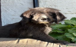 Mixed Breed dogs for sale: f1 St Berdoodle Pups - Image 2