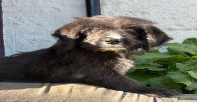 Mixed Breed dogs - Advert 7